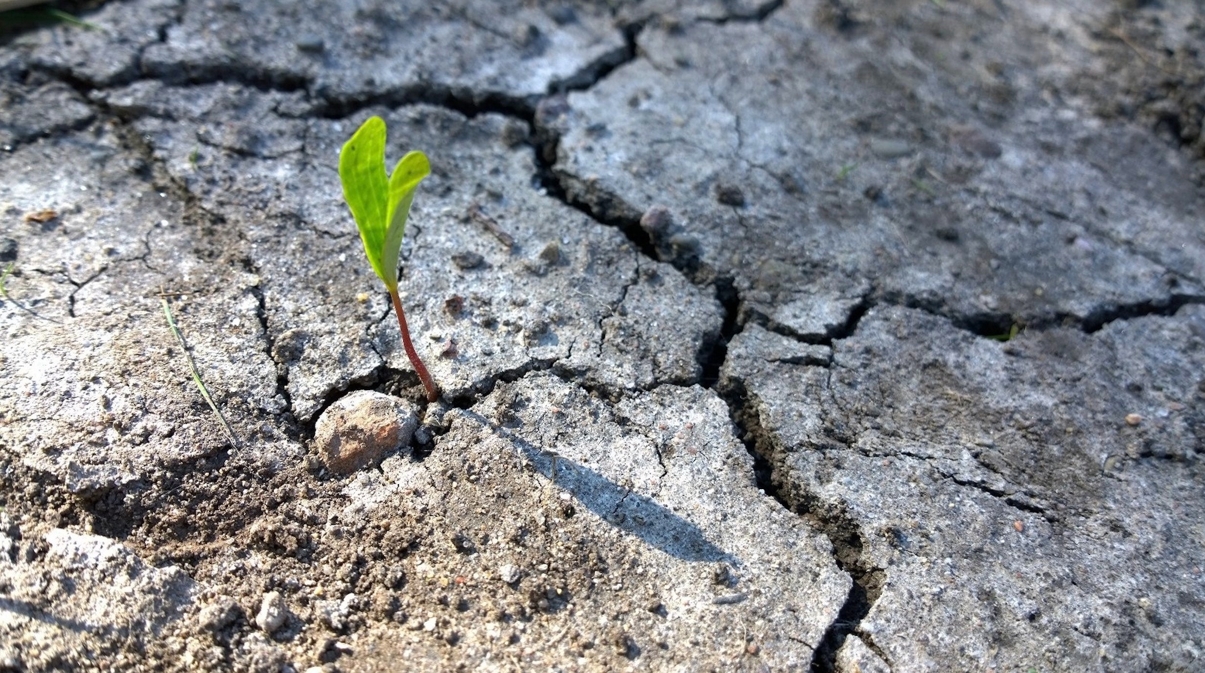 Small green plant growing from crack in dead ground