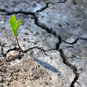 Small green plant growing from crack in dead ground