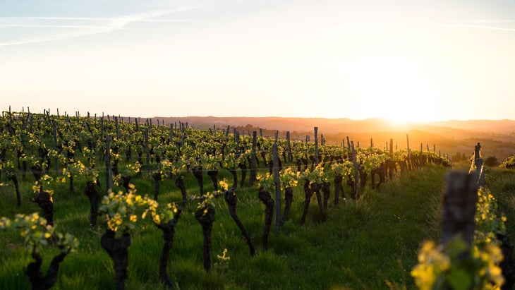 vineyard in southern france at sunset