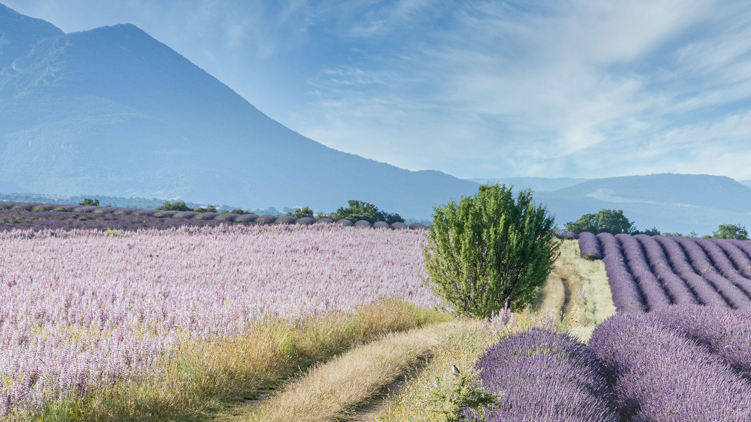 lavender fields in southern france