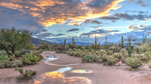 Desert Sunrise at Sabino Canyon in Arizona with saguaros cactuses