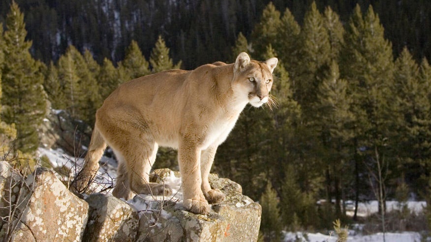 Is a mountain lion the deadliest? Guess again. 
