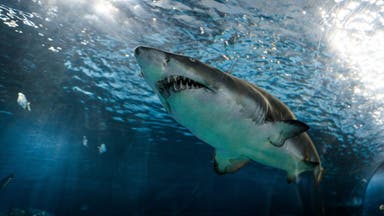 I Survived a Great White Shark Attack