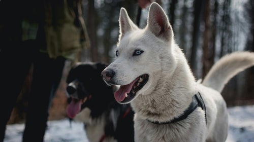 attentive dog in winter weather standing beside owner