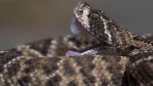 A rattlesnake prepares to bite.