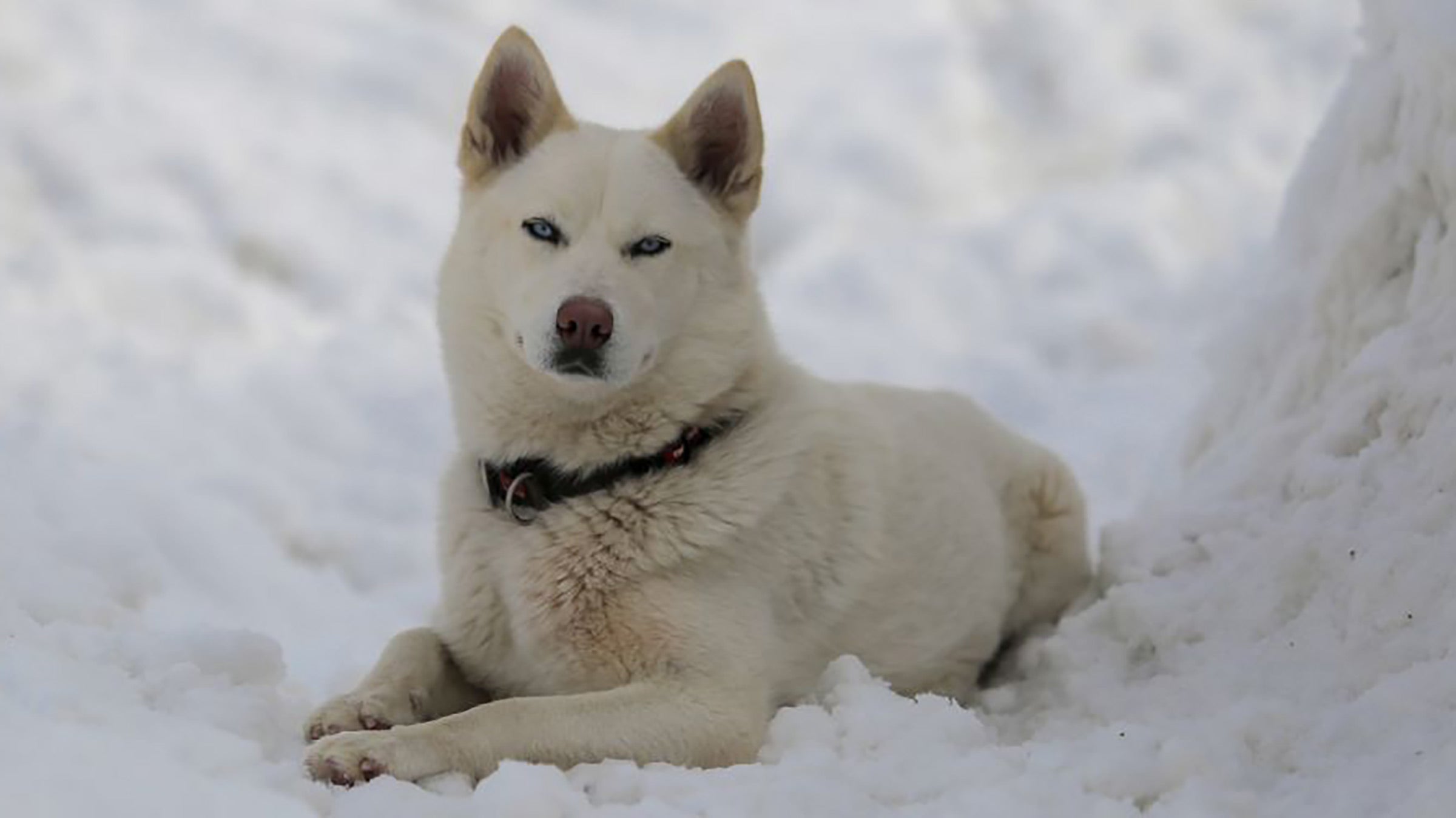 Snow Dog Breeds 20 Best Pups for Winter Adventures