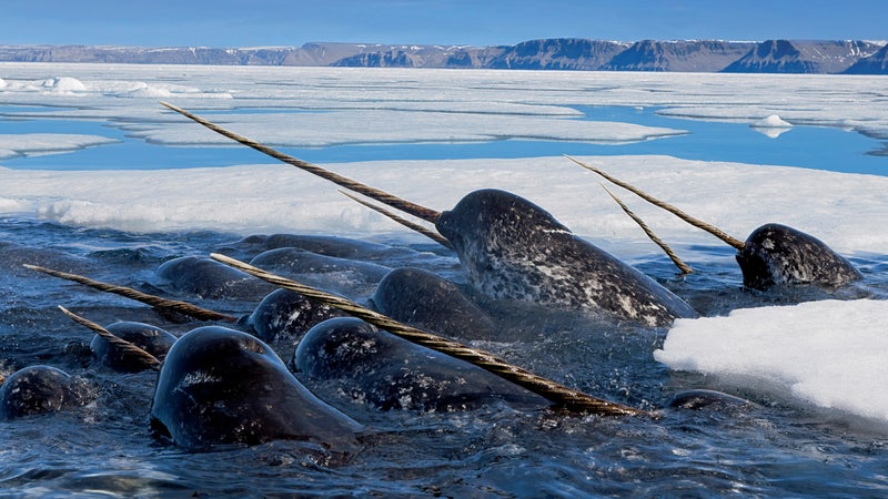 Narwhals pushing under the ice to feed on cod.