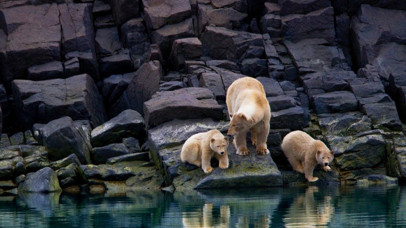 Polar Bears at Fjord across from Cape Fanshawe.