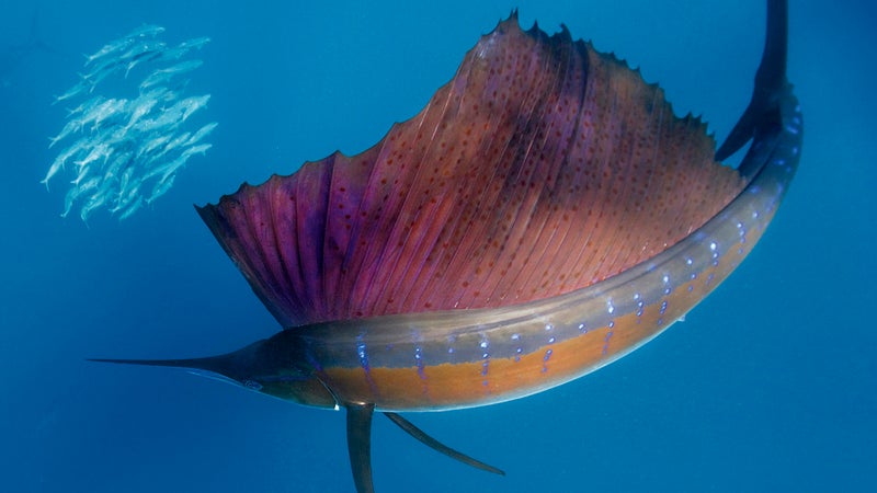 At around six-feet long, sailfish are the fastest swimming fish in the world.