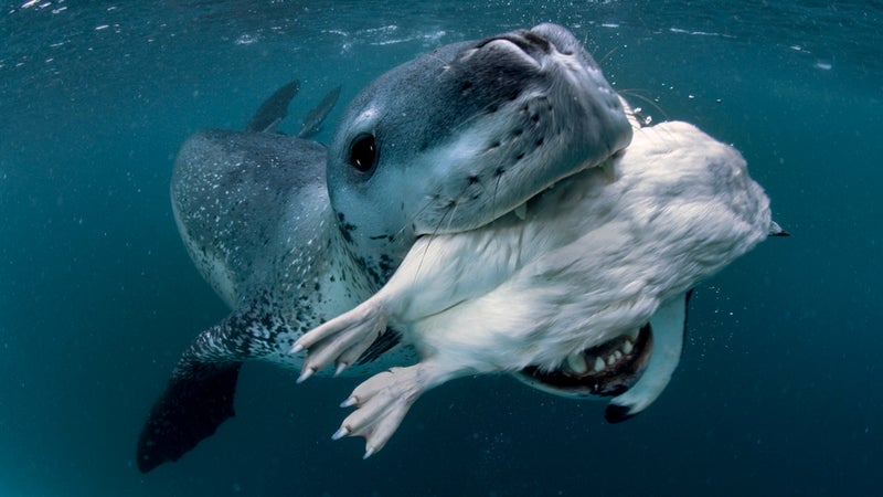 Leopard Seal after the hunt.