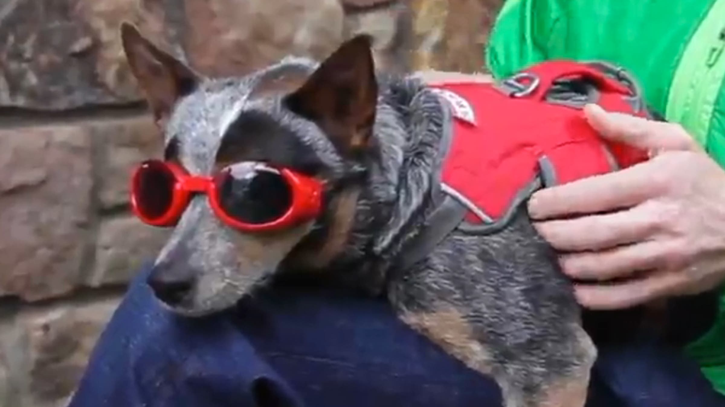 The Only Thing a BASE Jumping Dog Won’t Do