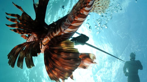 Don't let their names or reputations fool you. Lionfish and other invasive species can be pretty tasty if you know how to cook them.