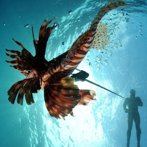 Don't let their names or reputations fool you. Lionfish and other invasive species can be pretty tasty if you know how to cook them.