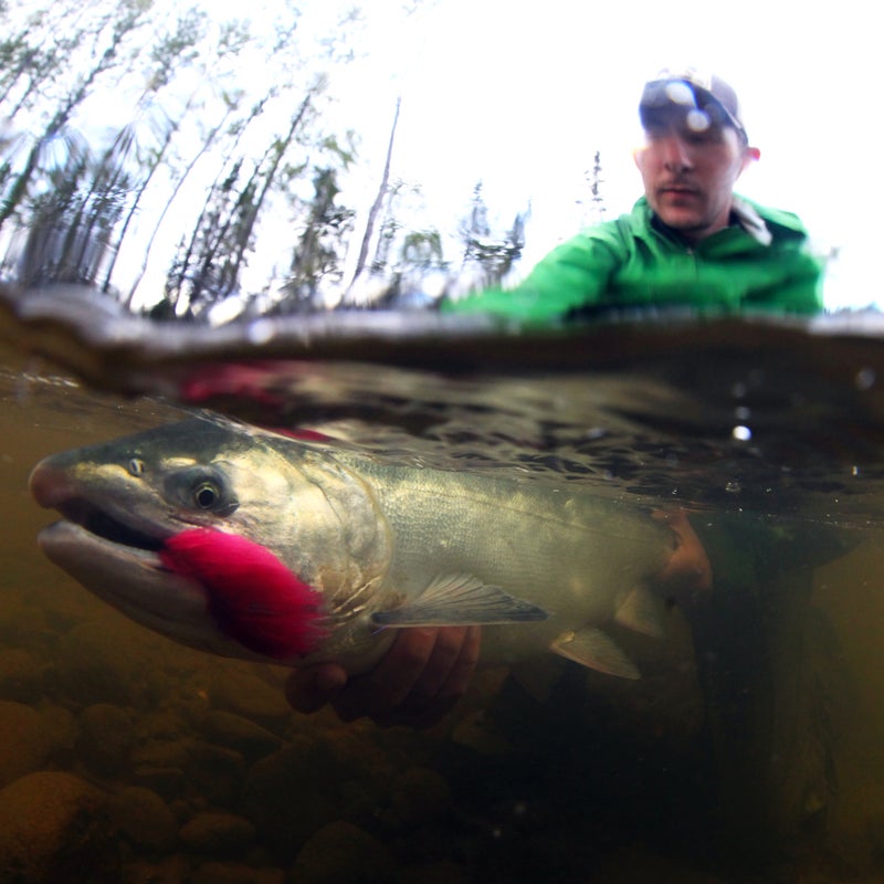 Threat: Coal mine
At risk:  Native culture, wild salmon, clean water

Alaska’s Chuitna River supports Alaskan Native communities, all five species of wild Pacific salmon; abundant wildlife including moose, bear, and wolf; and excellent opportunities for hunting, fishing, and other recreation. PacRim Coal’s proposal to develop Alaska’s largest open-pit coal strip mine at the Chuitna River’s headwaters poses a threat to the economy and communities that rely on clean water and healthy salmon runs.