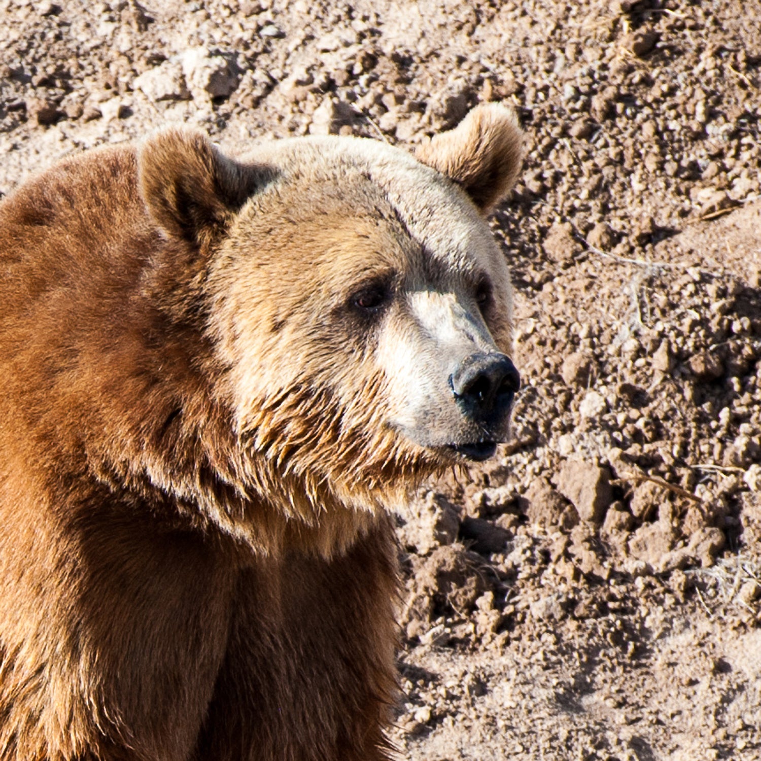 Wild Animal Sanctuary, Keenesburg, CO