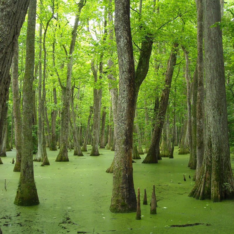 Threat:  New dam
At risk: Healthy wetlands, fish and wildlife habitat

The Pearl River runs through Central Mississippi and supports vital oyster reefs and marsh habitat in the Mississippi Sound. Coastal wetlands and commercial fisheries depend on the Pearl River’s flows, but the river’s health has been compromised by the Barnett Dam north of Jackson, Mississippi. Now, a new dam is proposed for the Pearl that would cause additional harm to river health, wetlands, and fish and wildlife habitat.