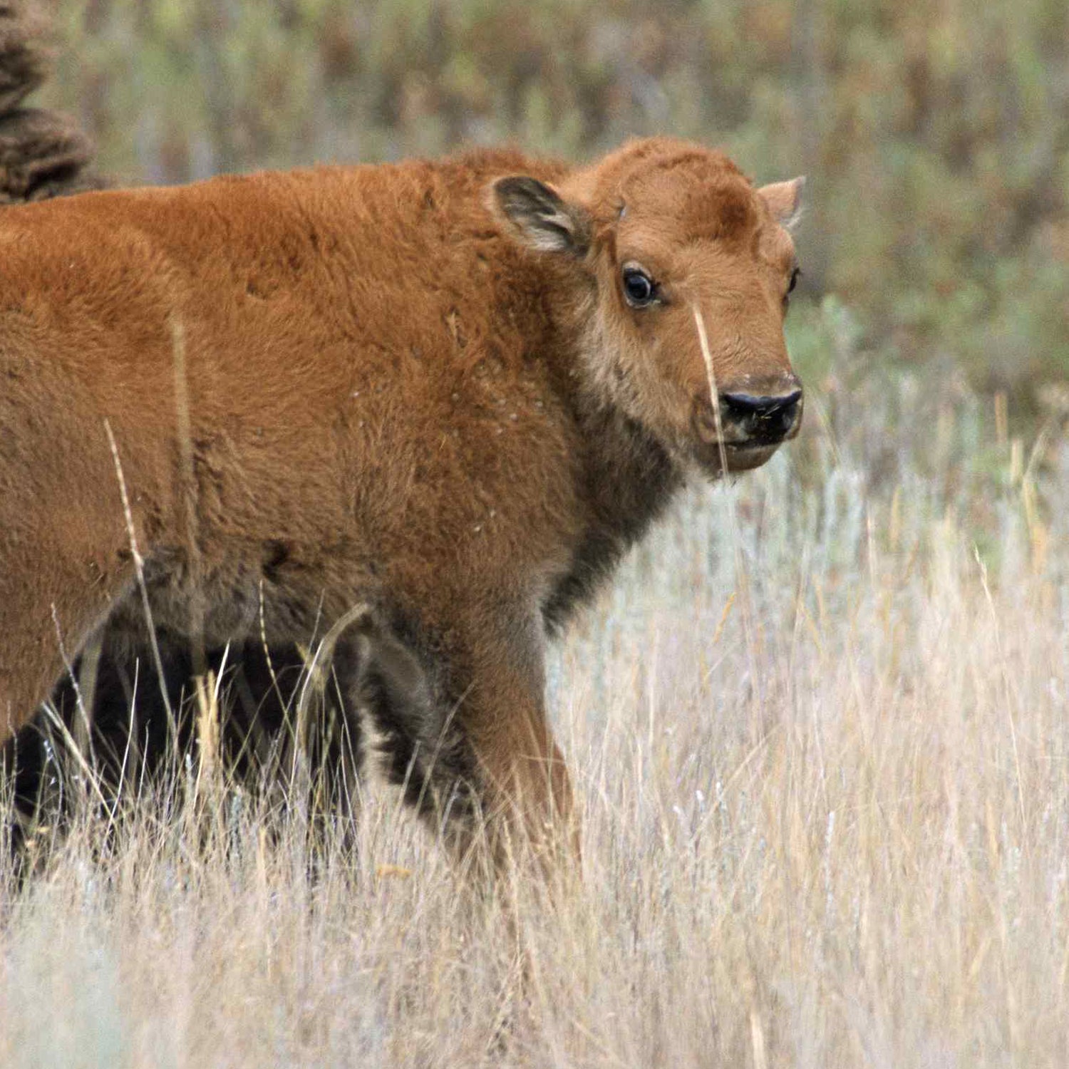 The calf is the first one born east of the Mississippi since the 1830s.