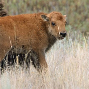 The calf is the first one born east of the Mississippi since the 1830s.