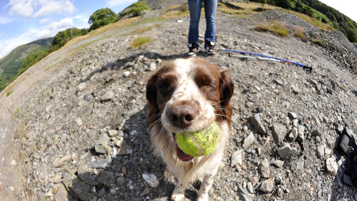 Your Dog Does Actually Love You