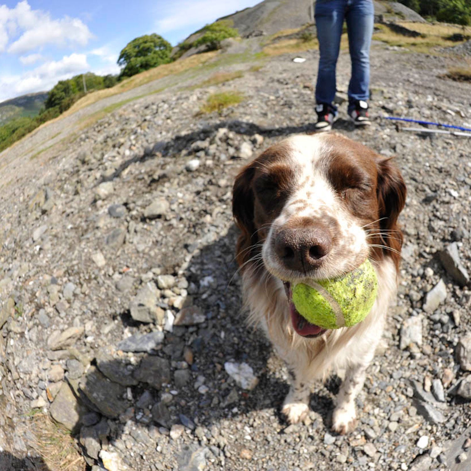 how much gravel can i give my dog