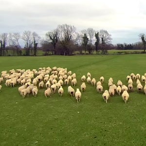Brothers Paul and Declan use a Yuneec Q500 drone to herd their sheep.