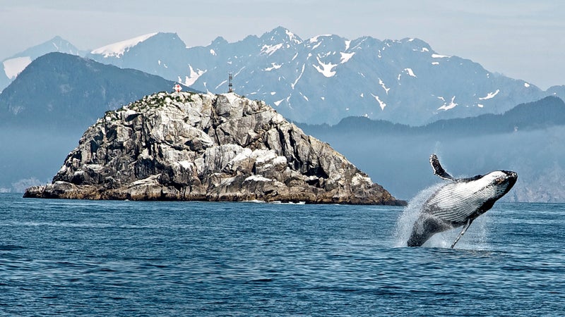 Humpback whale breach, Kenai Fjords National Park.