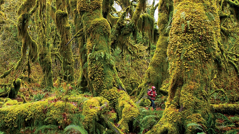Washington's rainforest lowlands.
