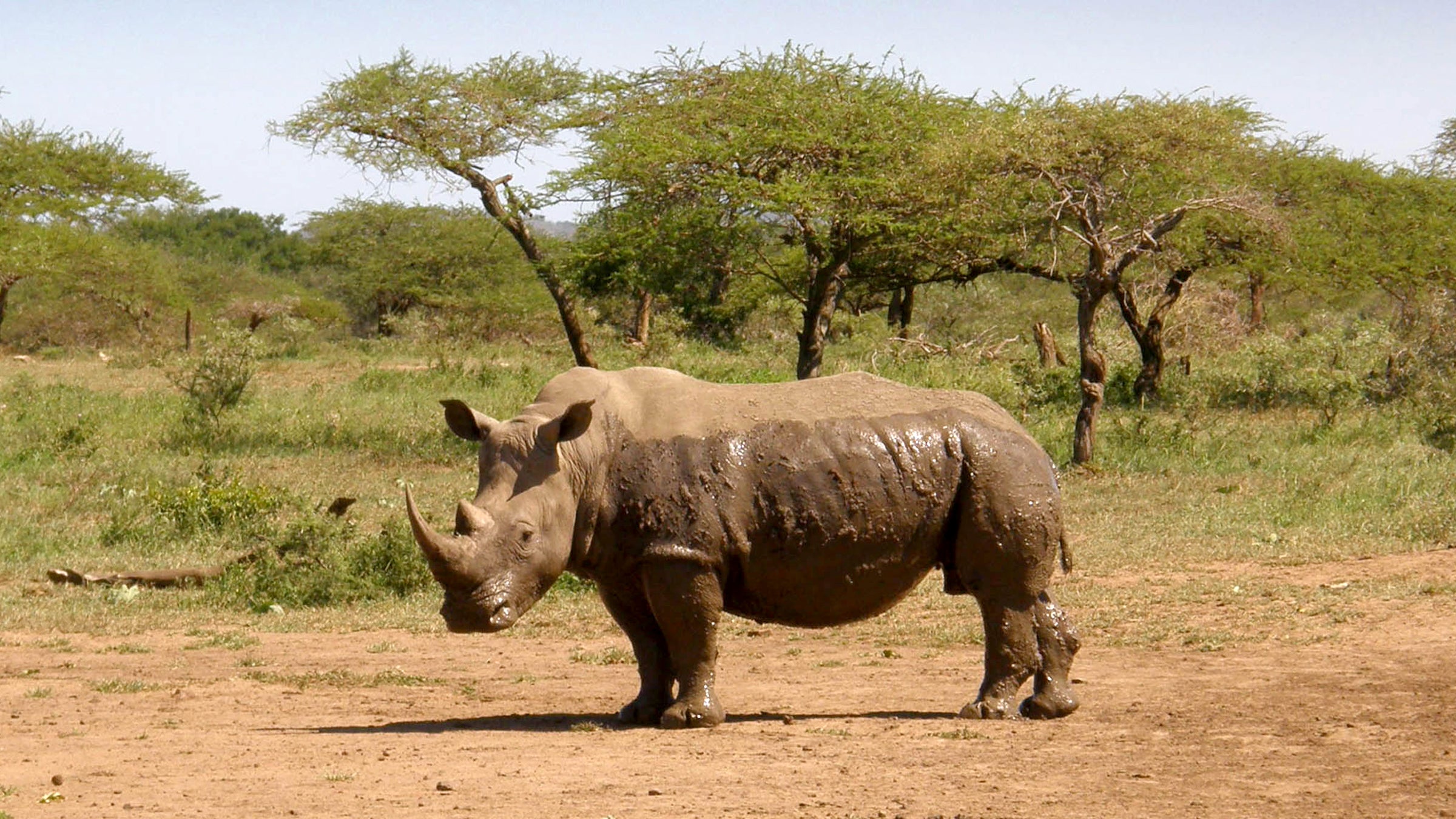 The last living male northern white rhinoceros on earth is named Sudan and lives in central Kenya.