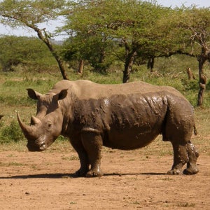 The last living male northern white rhinoceros on Earth is named Sudan and lives in central Kenya.