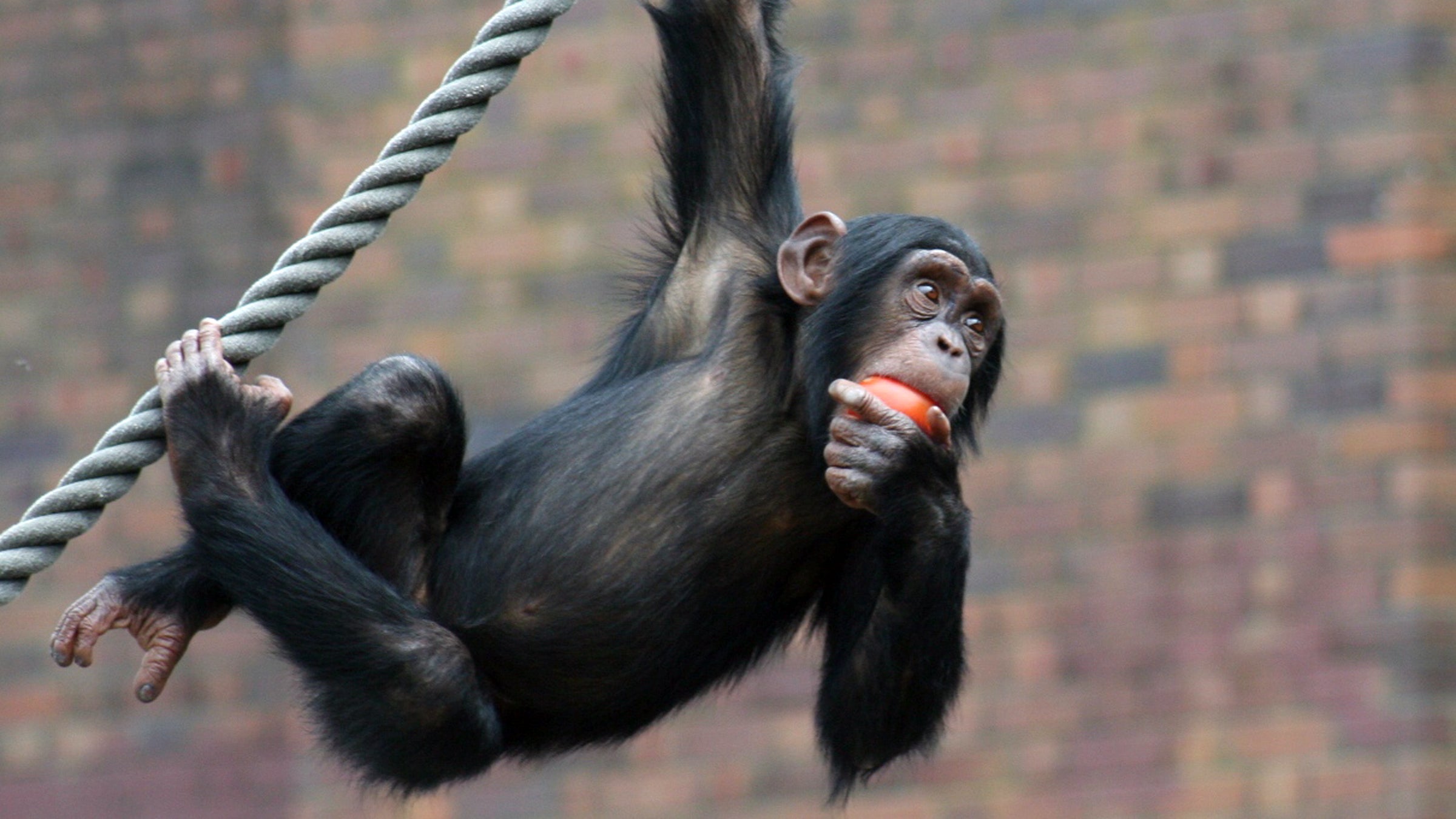 Two chimps used in biomedical experiments have been granted habeas corpus, which means they are recognized as legal persons.