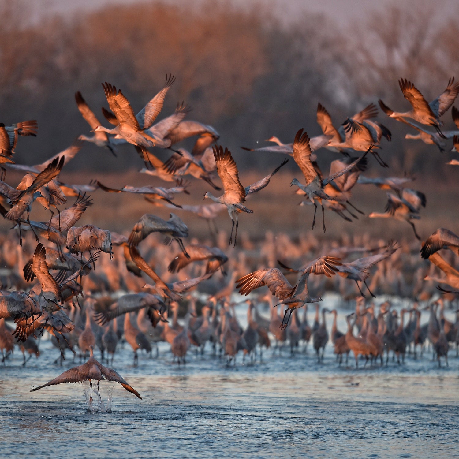 Nebraska's Platte River is an important natural area for migratory birds, but officials also want the park to appeal to easily bored children.