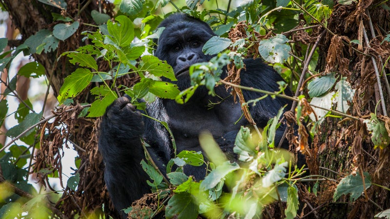 Mountain gorilla in Mgahinga National Park.