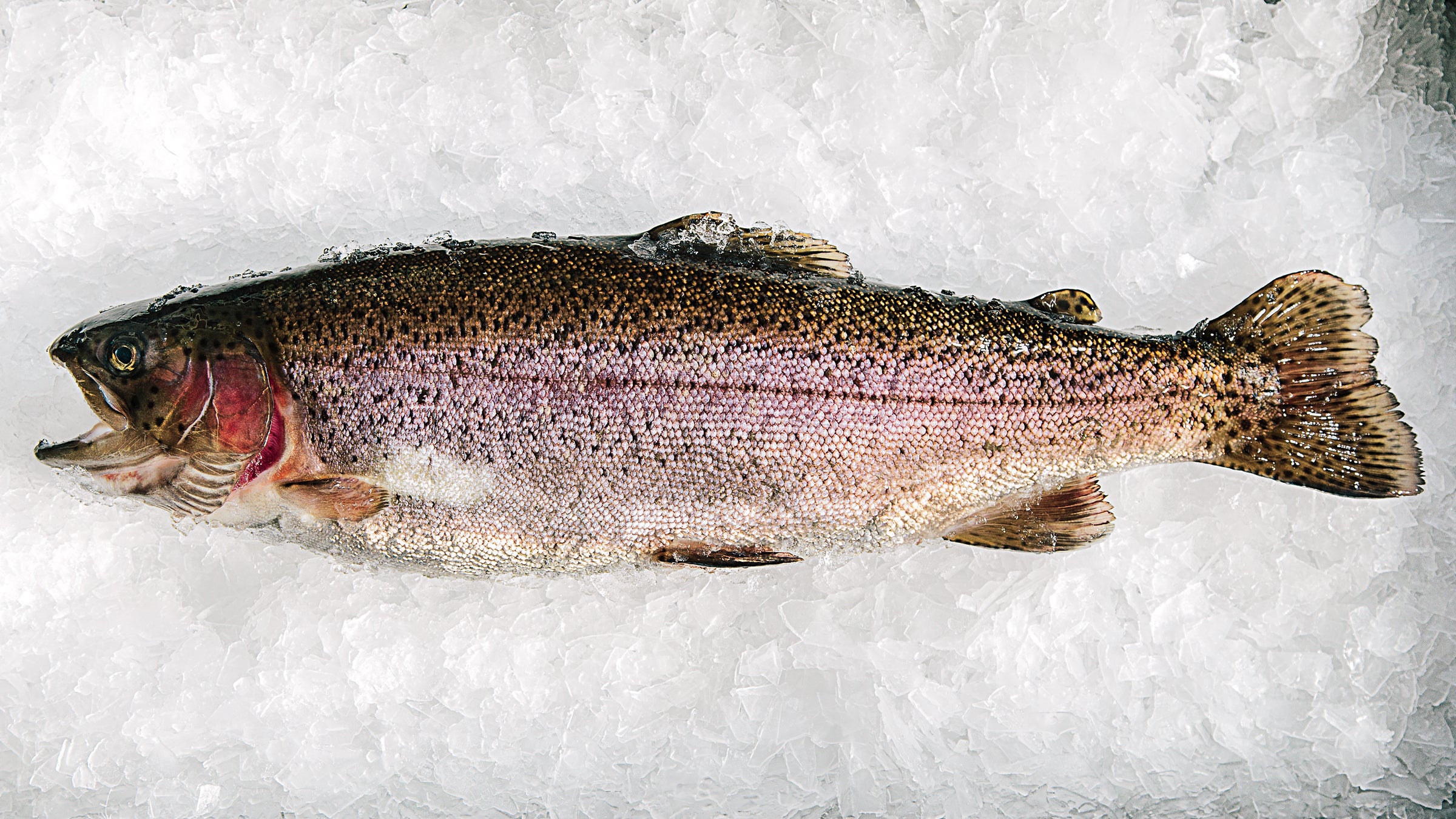 Premium Photo  Fisherman picking up big rainbow trout from his fishing net