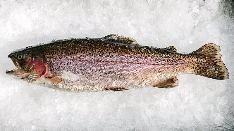 A rainbow trout raised on a vegan diet.