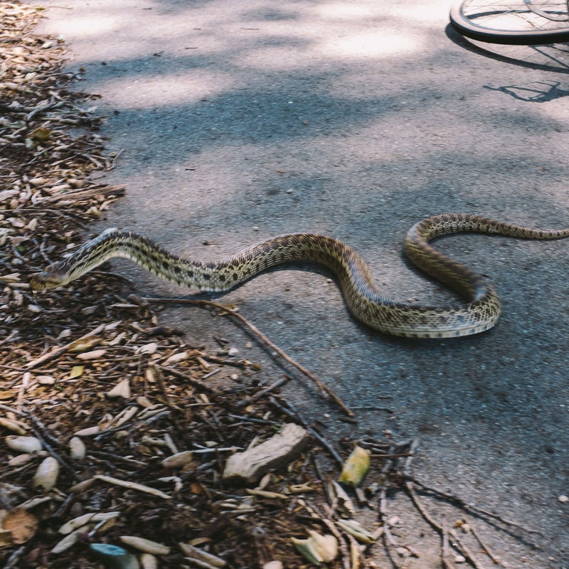 Like a mirage, this Pacific gopher snake shimmered, unbelievably, on the road ahead. It was real, and alive, somehow, as a mini-peloton whisked past (snakes, along with deer and squirrels, must surely rank near the top of a list of “animals most likely to cause harm to a cyclist”). It provided a handy excuse for a moment’s respite in the shade.