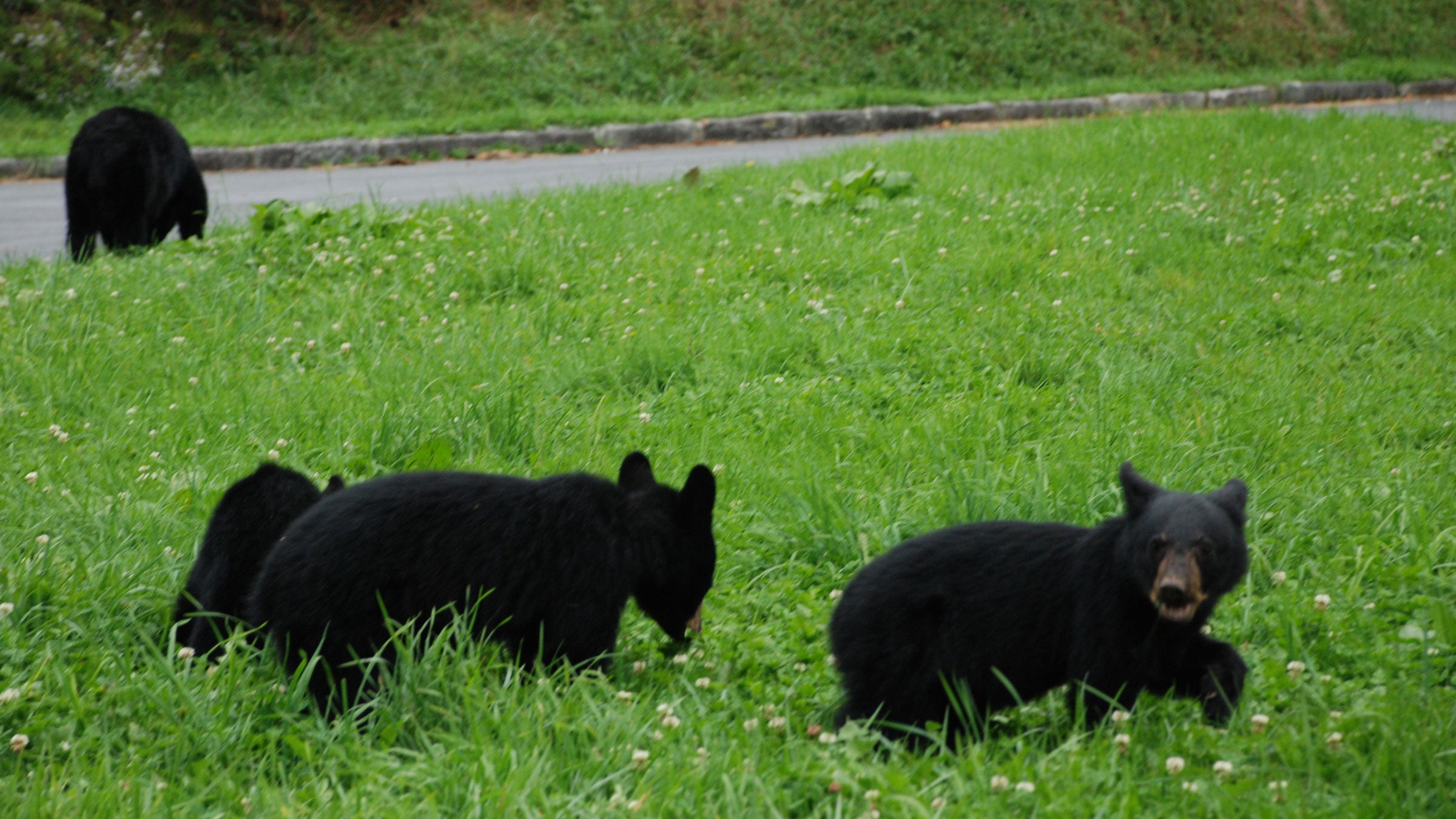As winter thaws, more people and more bears active in Yellowstone National Park make incidents like Saturday's more likely.