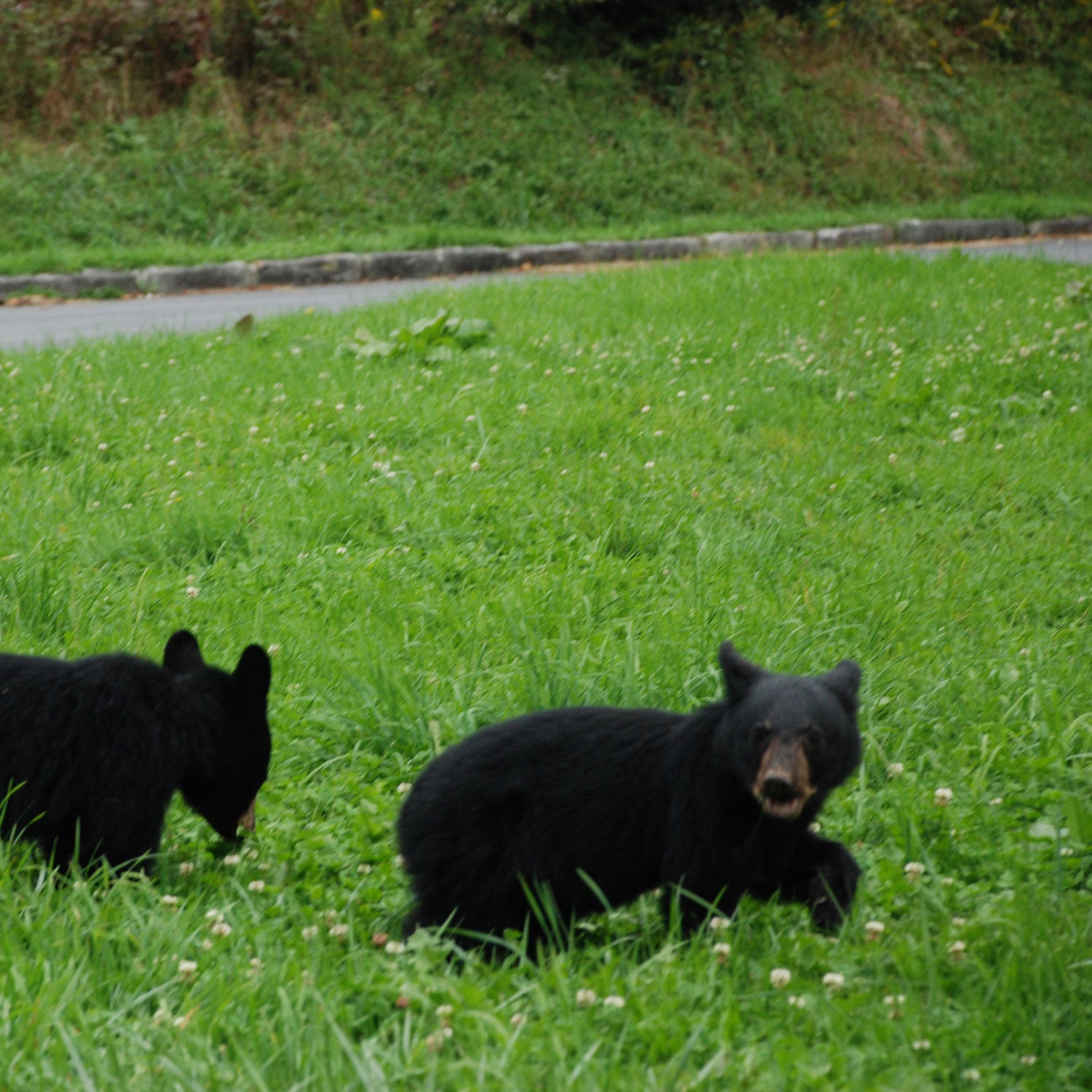 As winter thaws, more people and more bears active in Yellowstone National Park make incidents like Saturday's more likely.