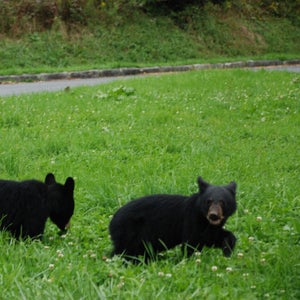As winter thaws, more people and more bears active in Yellowstone National Park make incidents like Saturday's more likely.