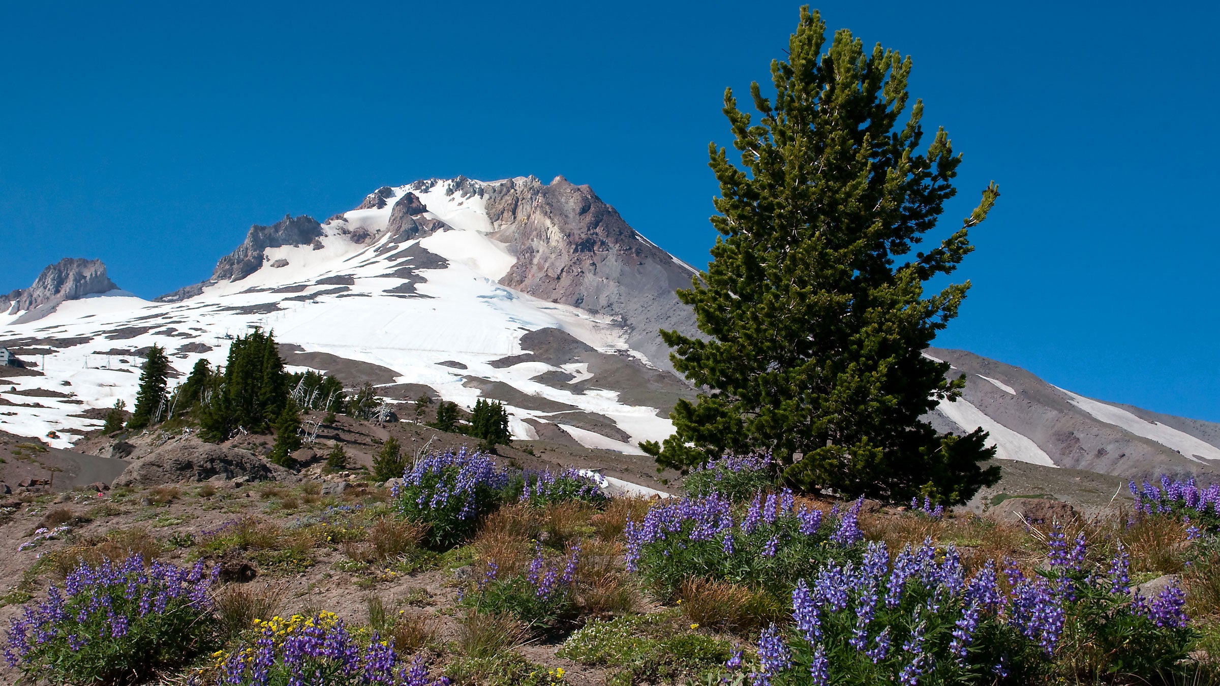 A Washington hiker found the <em>Wild</em> boot near the Mount Hood Skibowl.
