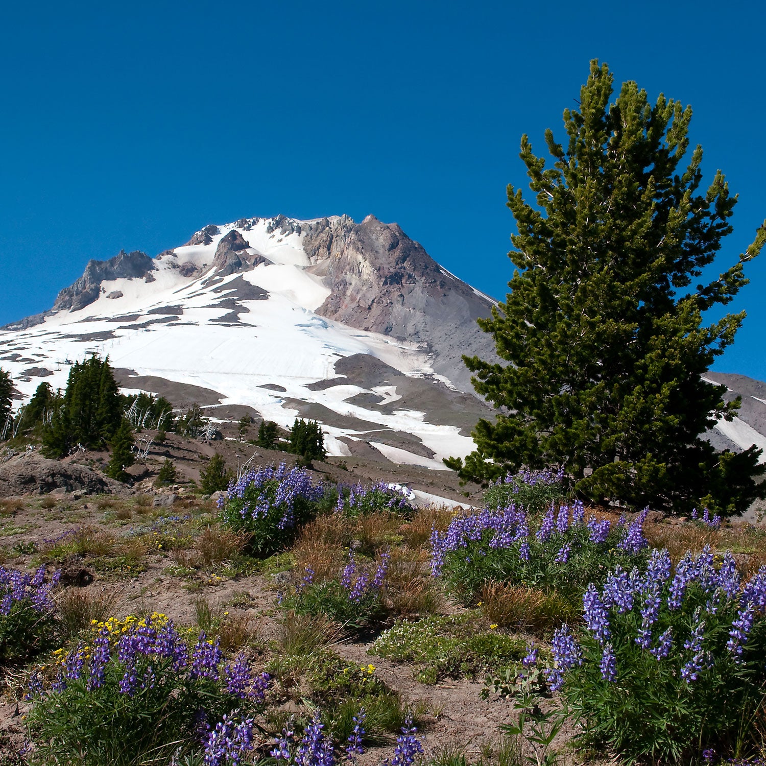 A Washington hiker found the Wild boot near the Mount Hood Skibowl.