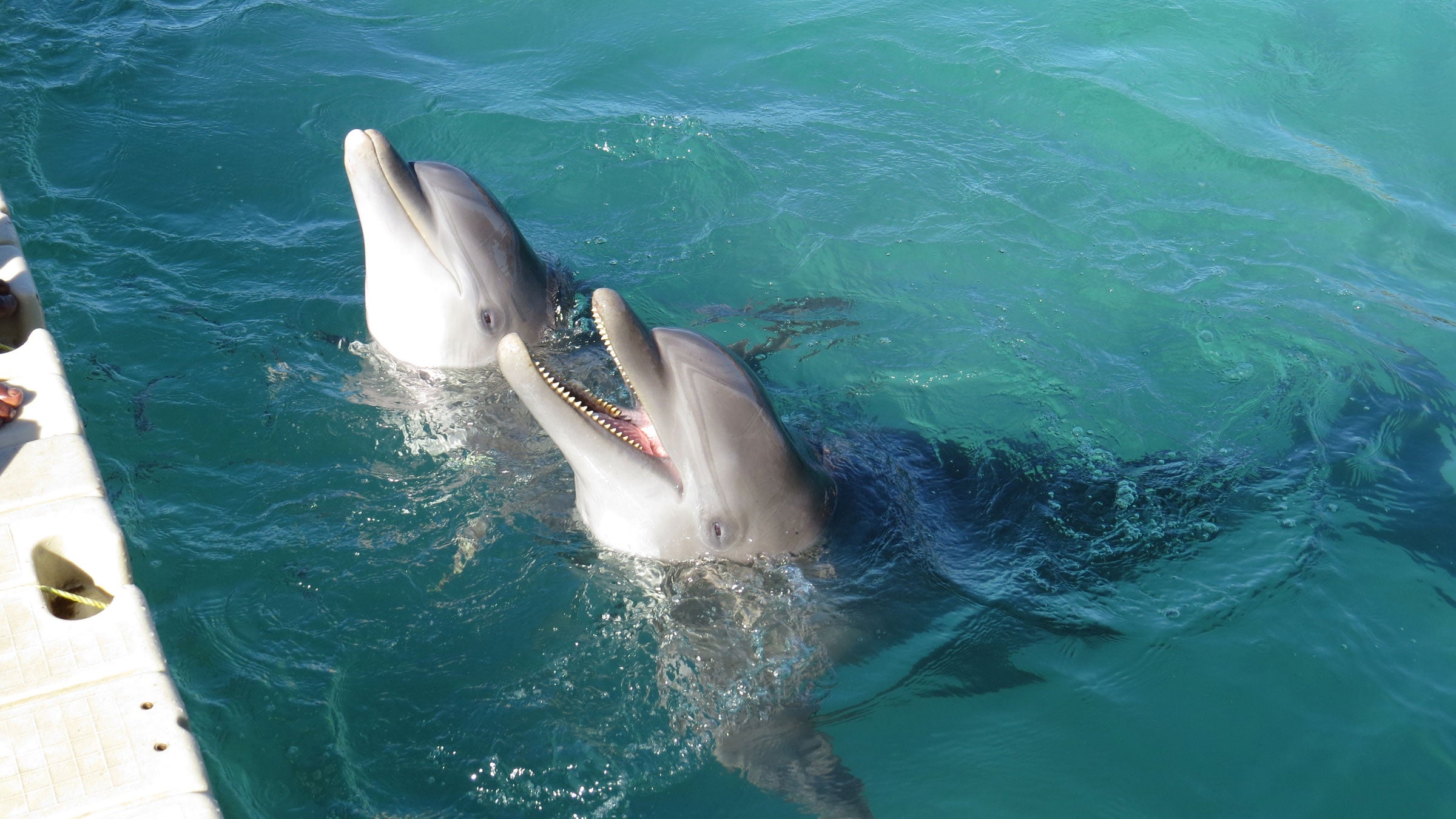 If the Japanese zoos and aquariums vote no, they would cede access to the WAZA database and therefore have trouble importing rare animals from zoos and aquariums overseas.