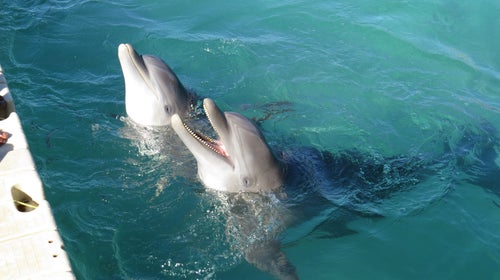 If the Japanese zoos and aquariums vote no, they would cede access to the WAZA database and therefore have trouble importing rare animals from zoos and aquariums overseas.