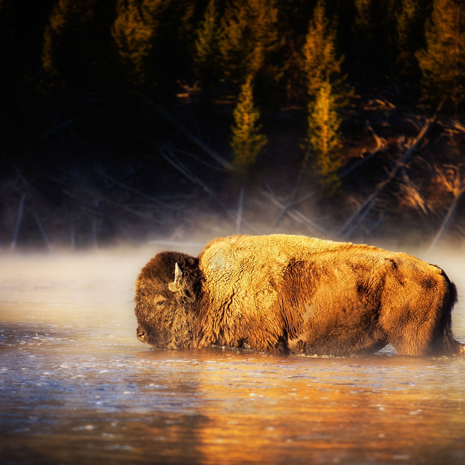 Some have interpreted the law as preventing Yellowstone visitors from taking beautiful photographs. A deeper reading reveals some more frightening potential consequences.