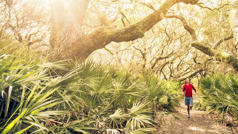 An inland trail on Cumberland Island.