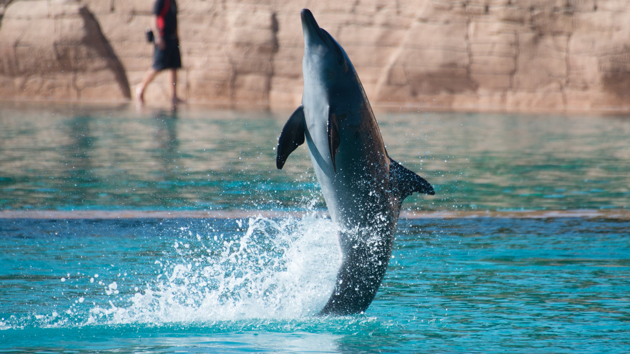 The dolphins were illegally caught in 2009 and 2010 and were too sick to be set free when South Korea’s supreme court mandated it in 2013.