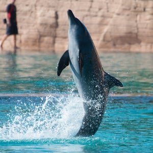The dolphins were illegally caught in 2009 and 2010, and were too sick to be let free when a supreme court mandated it in 2013.