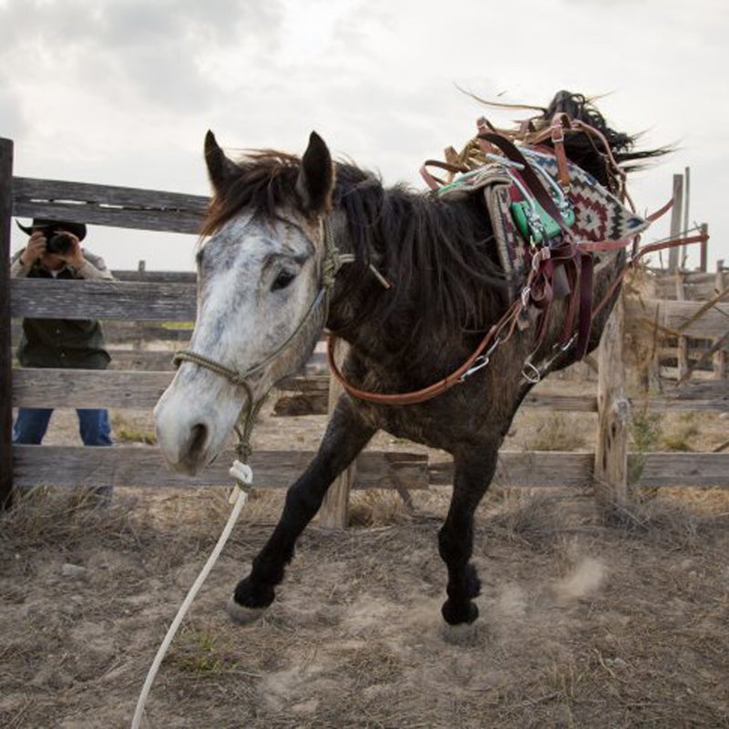 Four friends bring the task of western frontiersmen—adopting, training, and riding 16 wild horses from Mexico to Canada—into the 21st century. “Things are going to go wrong,” says rider Ben Thamer, and he is right. These animals are known to be unpredictable, but the riders are sending a message about the real difficulties of mustangs in the modern world: decreasing wild lands for which the horses are perfectly suited, and an astonishing number of wild horses that are currently languishing in government holding facilities. 

Watch the trailer.