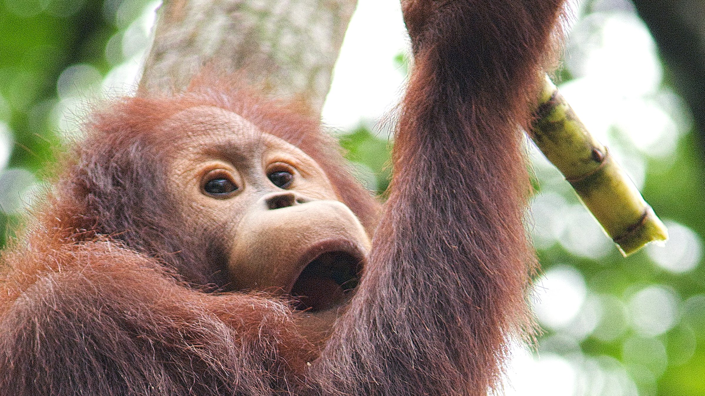 Sandra, a 29-year-old orangutan, was given “nonhuman person” status in December.
