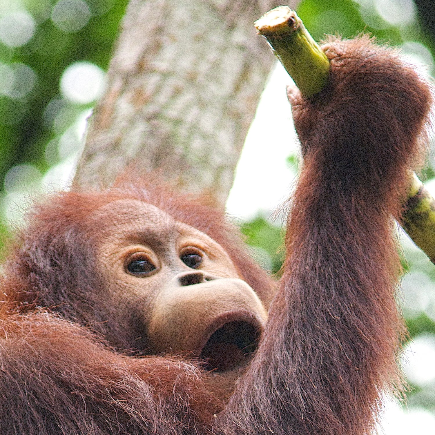 Sandra, a 29-year-old orangutan, was given 