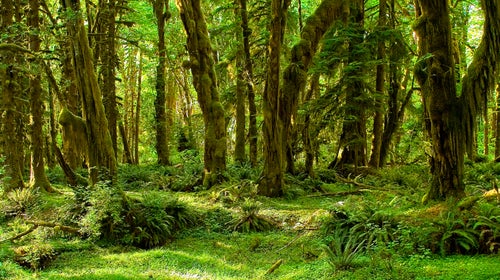 Bradley Steven Robinett buried dozens of firearms and other stolen goods in a heavily wooded area of Olympic National Forest.